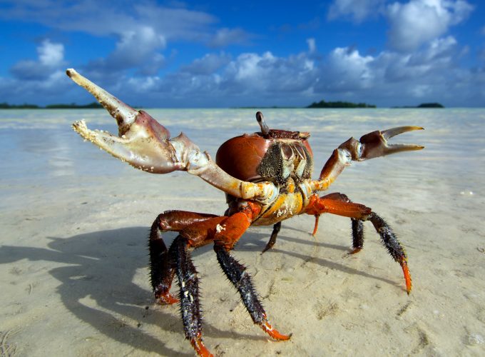 Wallpaper Ghost crab, beach, Ocypodinae, sea, clouds, Animals 8065814403